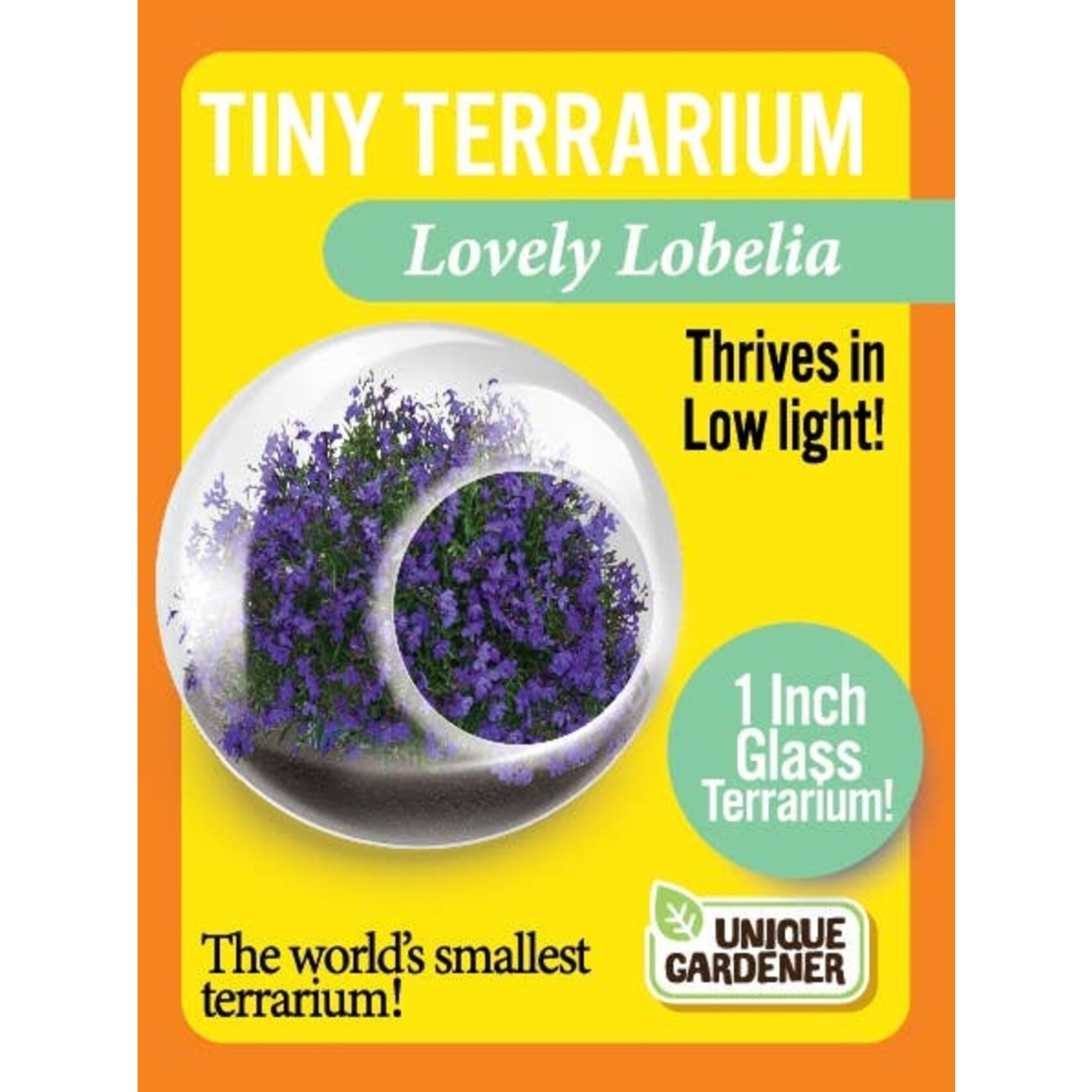 UNIQUE GARDENER Unique Gardener Tiny Terrarium  Lovely Lobelia