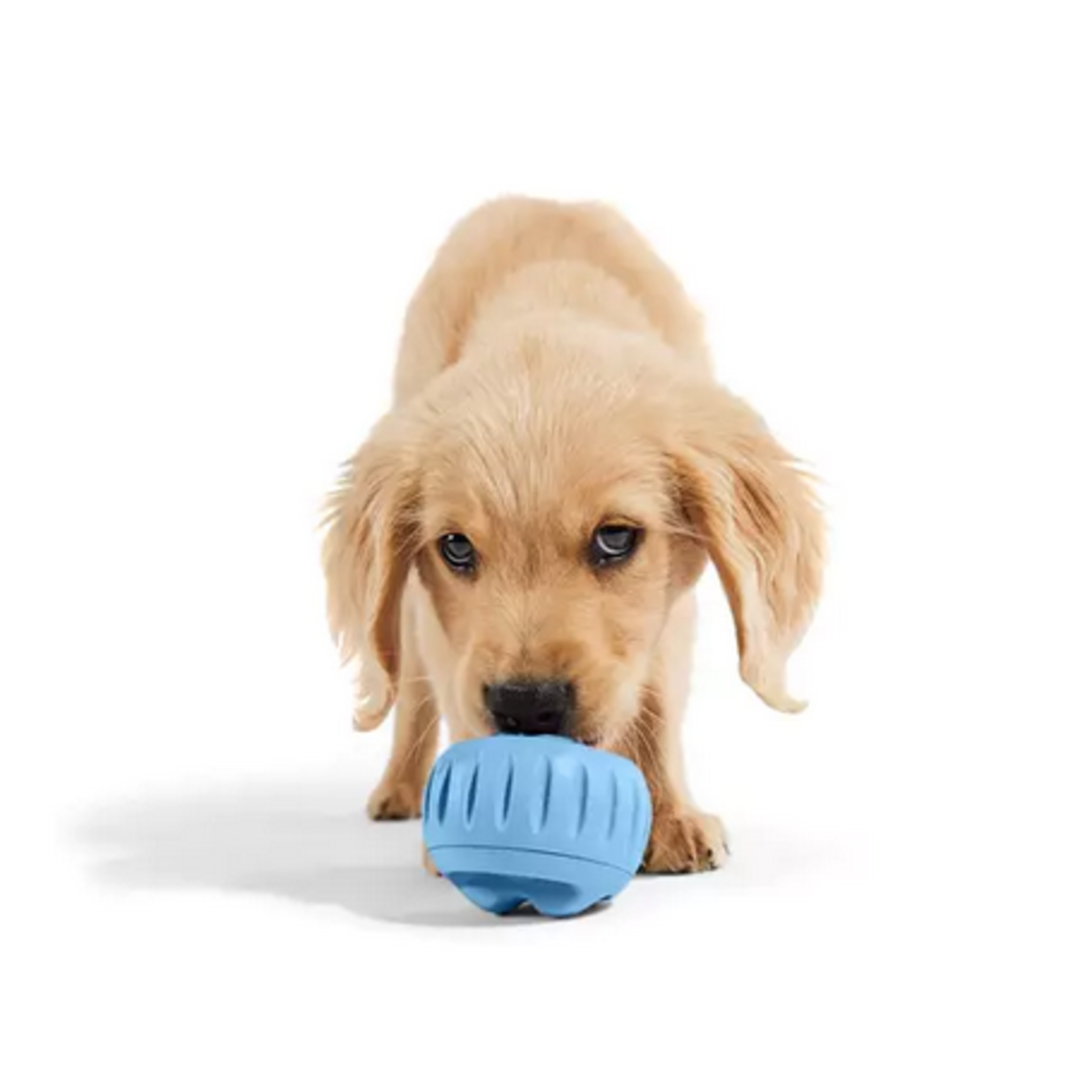 WOOF Woof Pupsicle Blue Small