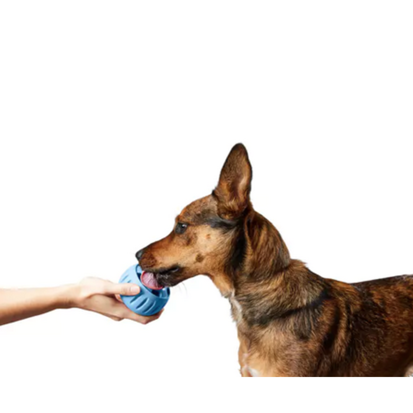 WOOF Woof Pupsicle Blue Small