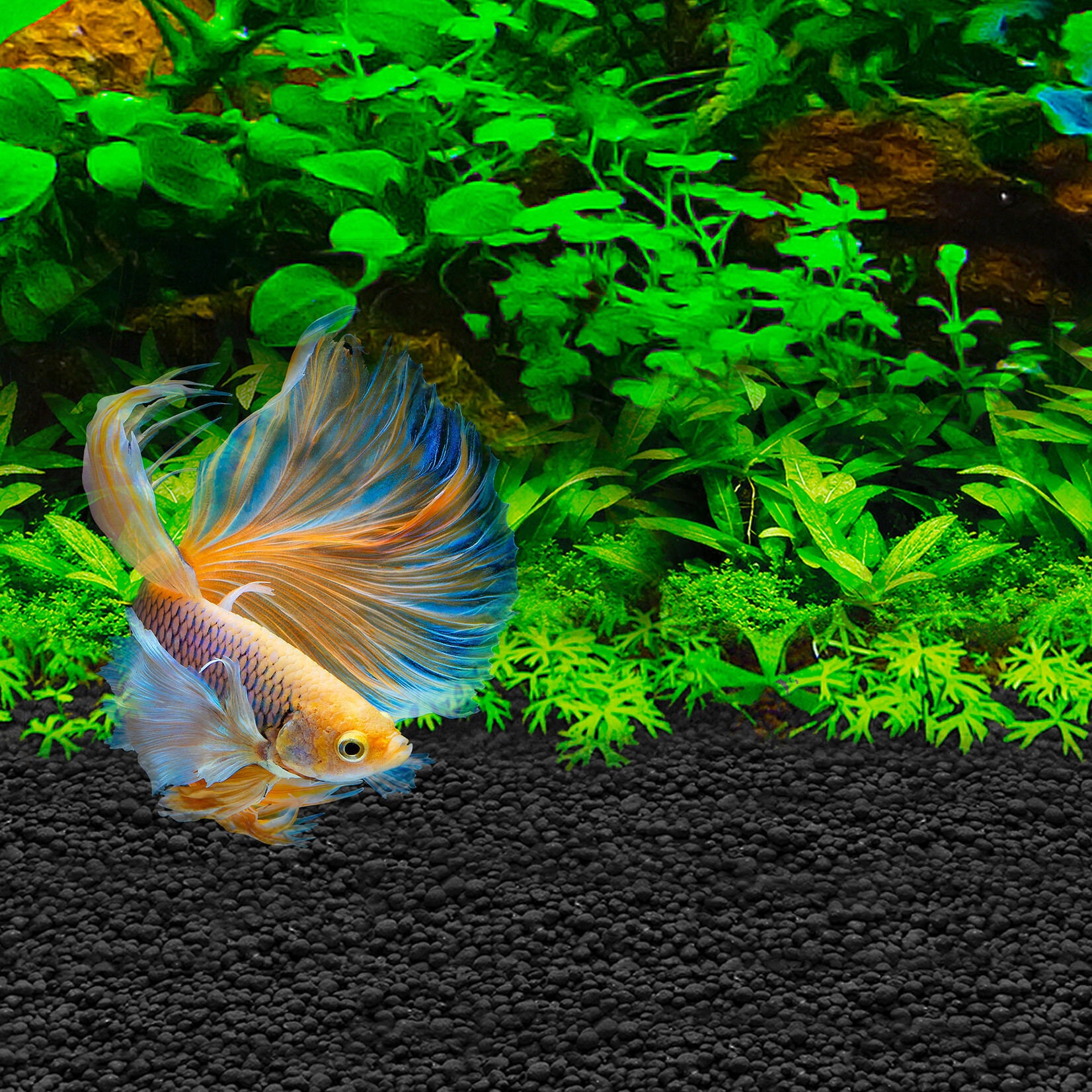 FLUVAL Fluval Betta Stratum - 0.8kg (1.76 lb)