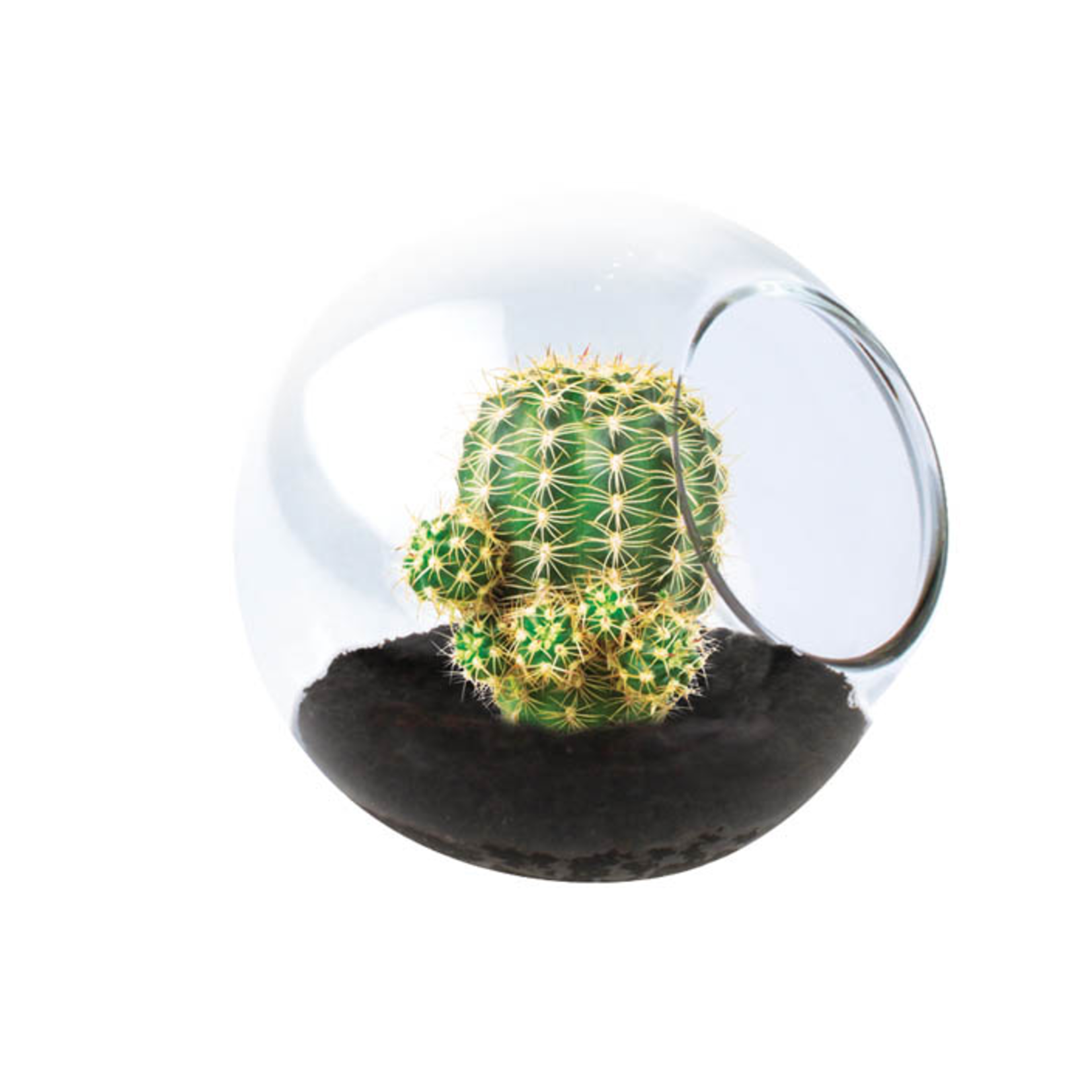 UNIQUE GARDENER Unique Gardener Tiny Terrarium Pincushion Cactus