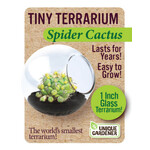 UNIQUE GARDENER Unique Gardener Tiny Terrarium Spider Cactus