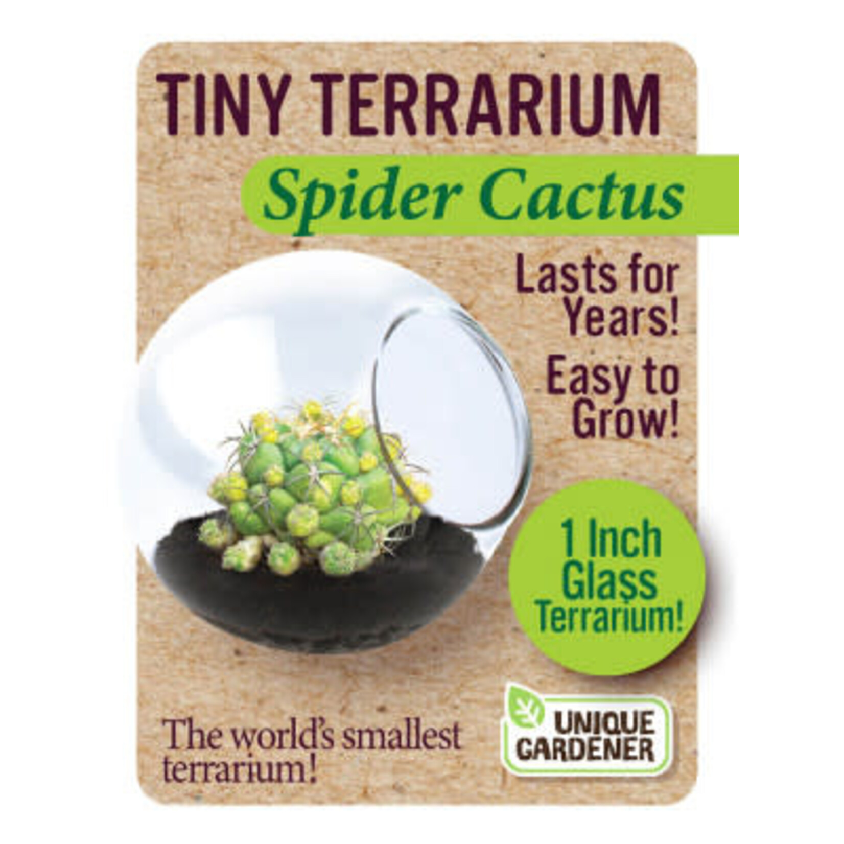 UNIQUE GARDENER Unique Gardener Tiny Terrarium Spider Cactus