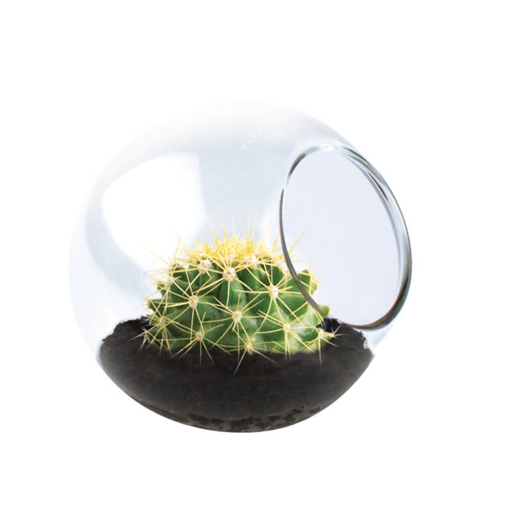 UNIQUE GARDENER Unique Gardener Tiny Terrarium Golden Barrel Cactus