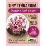 UNIQUE GARDENER Unique Gardener Tiny Terrarium Dancing Pink Sedum