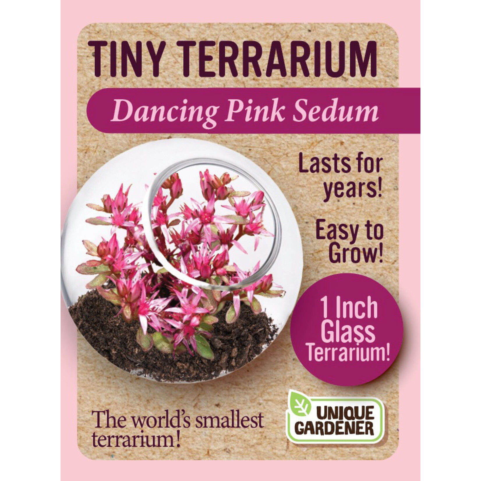 UNIQUE GARDENER Unique Gardener Tiny Terrarium Dancing Pink Sedum