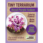 UNIQUE GARDENER Unique Gardener Tiny Terrarium Royal Purple Sedum