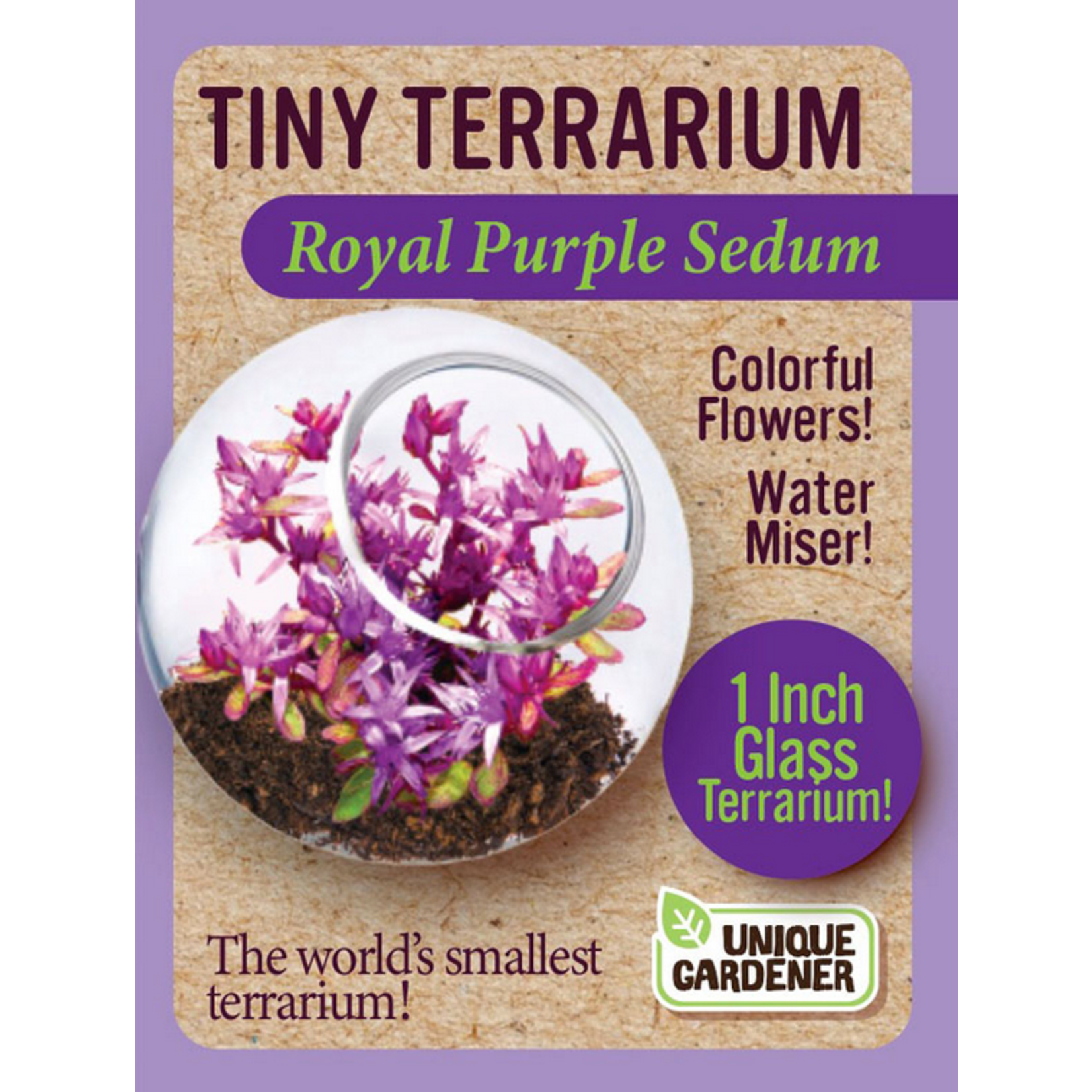 UNIQUE GARDENER Unique Gardener Tiny Terrarium Royal Purple Sedum