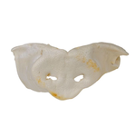 GABO (D) Gabo Giant Sow Nose