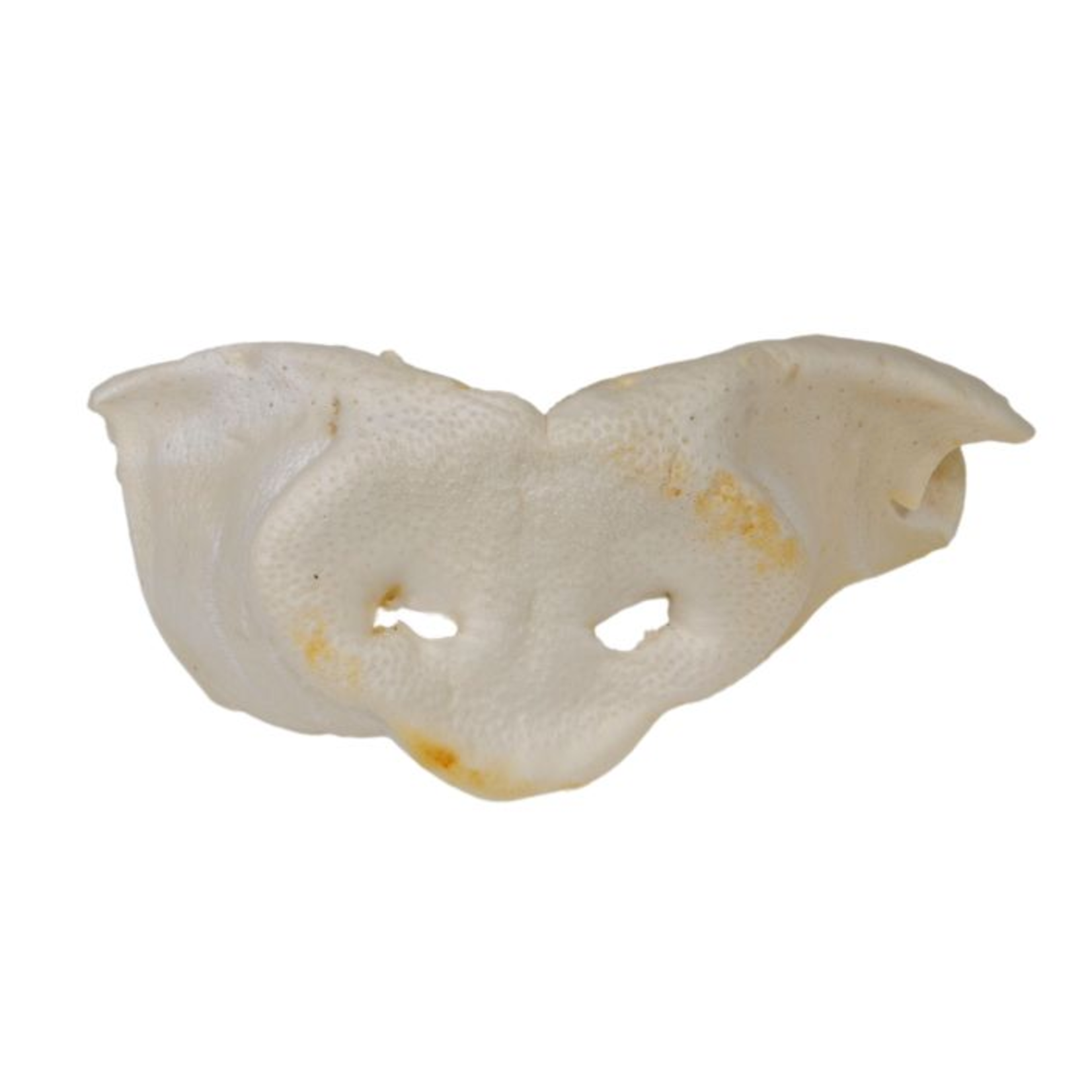 GABO (D) Gabo Giant Sow Nose