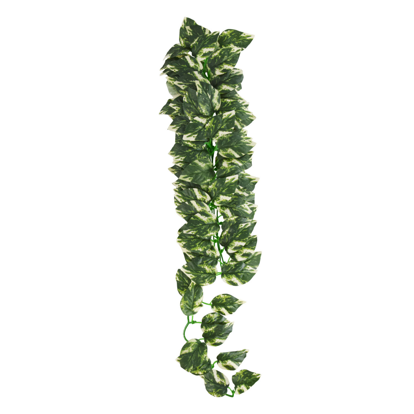 REPTILE TREASURES Reptile Treasures Manjula Plant - 24in