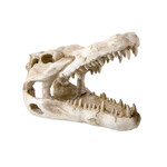 REPTILE TREASURES Reptile Treasure Dino Skull Shelter - 6in