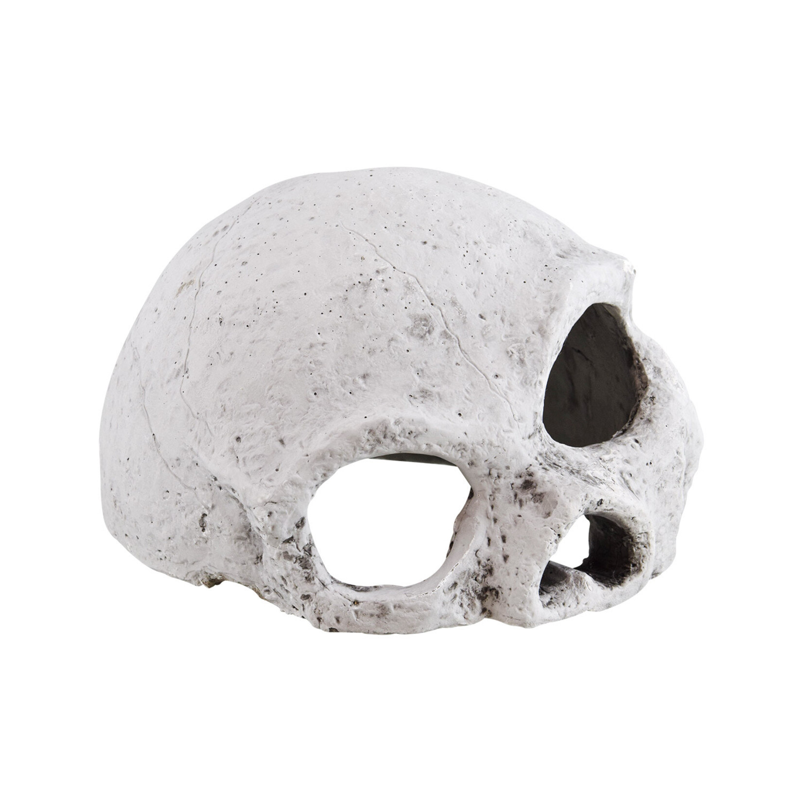 REPTILE TREASURES Reptile Treasures Ceramic Skull - Medium
