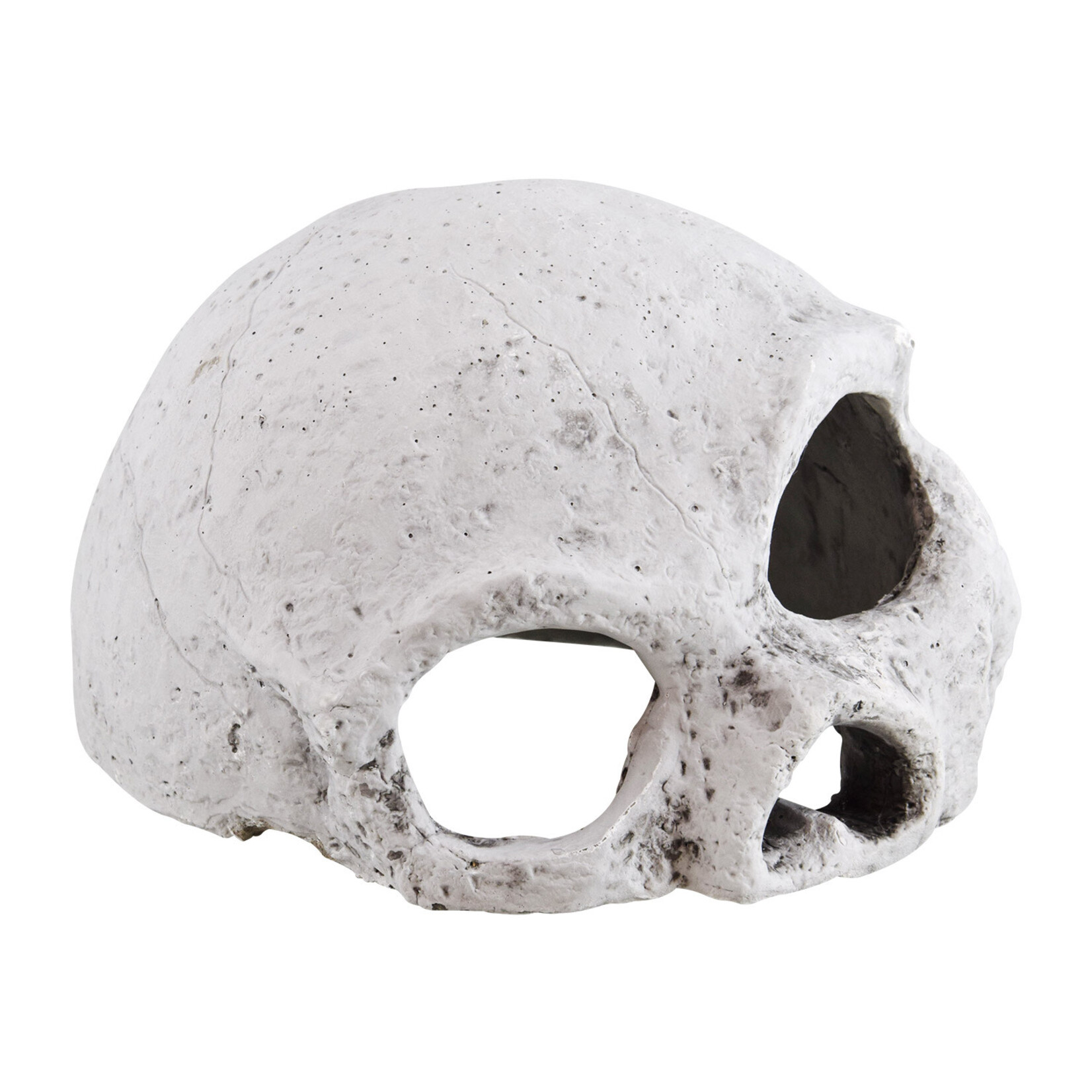 REPTILE TREASURES Reptile Treasures Ceramic Skull - Large