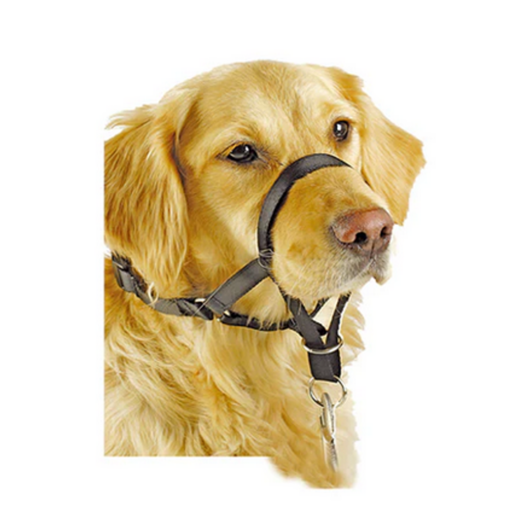 PAWISE PAWISE Dog Head Control Collar 3