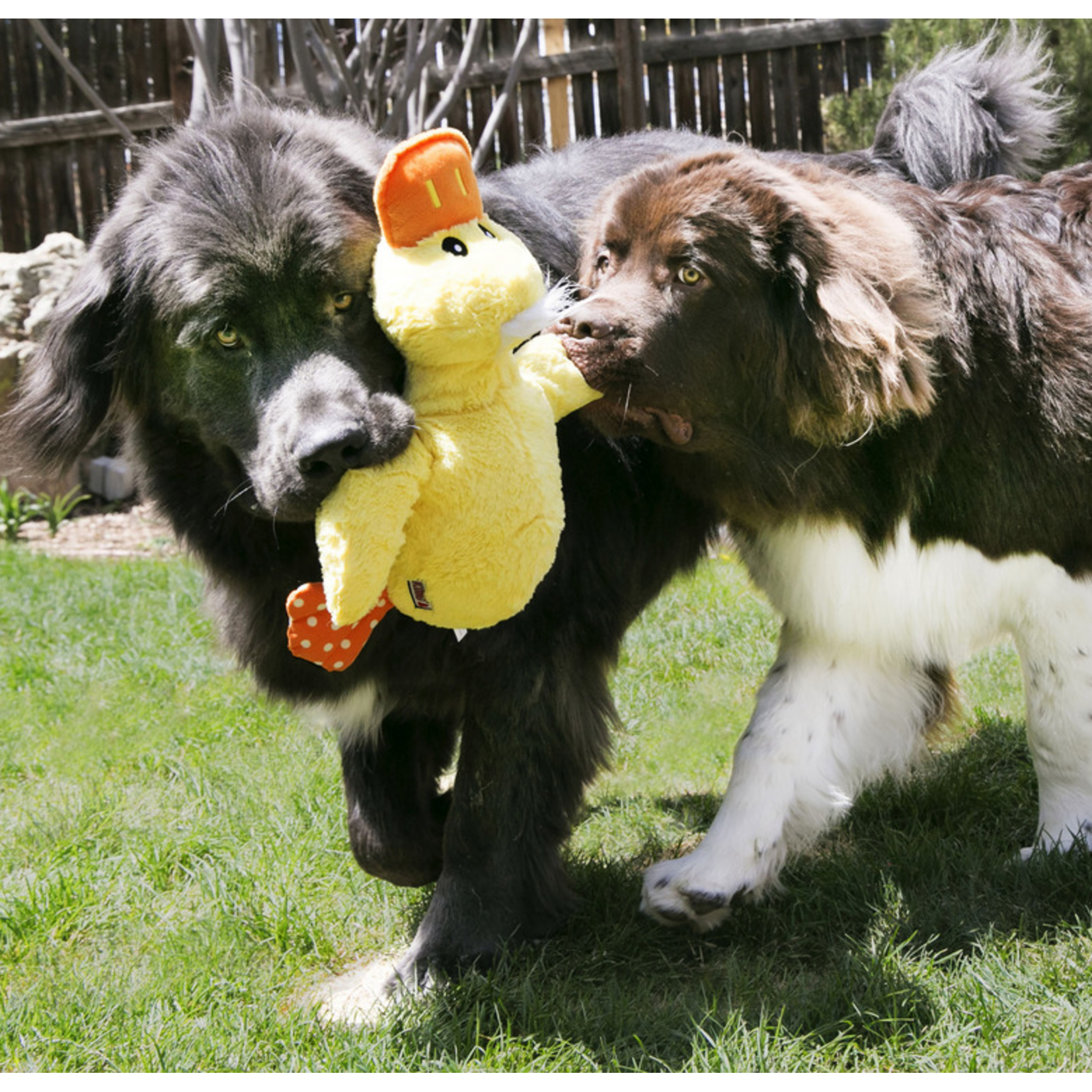 KONG KONG Comfort Jumbo Duck Asstd XL