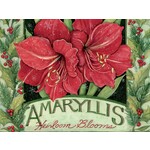 Lang Amaryllis Boxed Holiday Cards