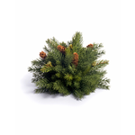 CRI Spruce Half Orb, 7”