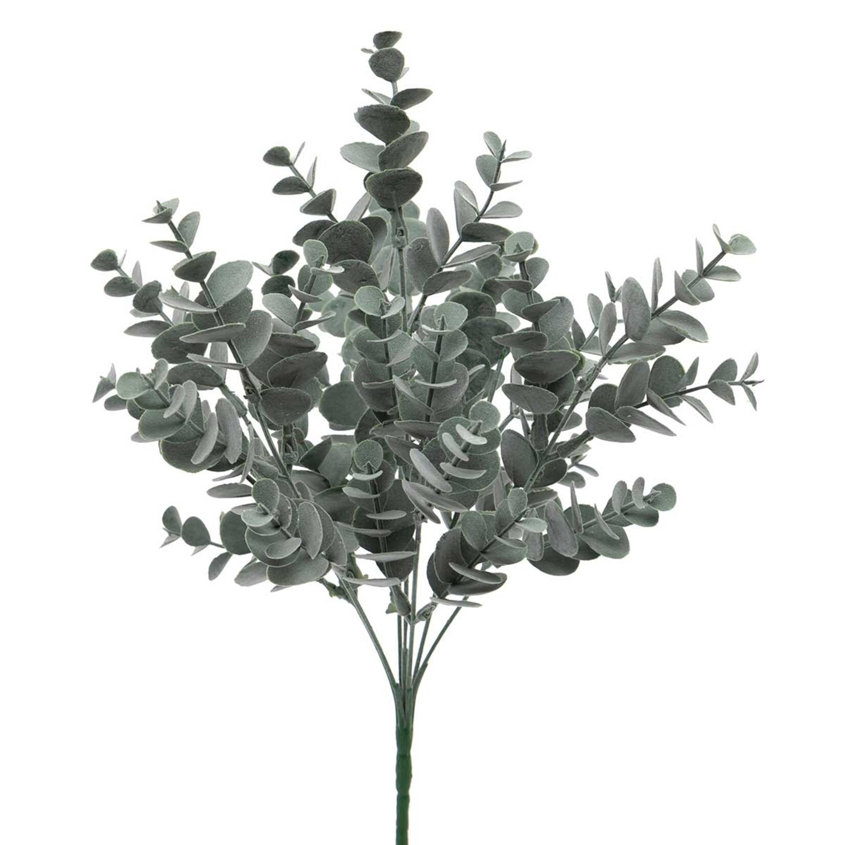 Meravic Eucalyptus Bush