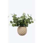 Youngs Ceramic Planter w/Succulent