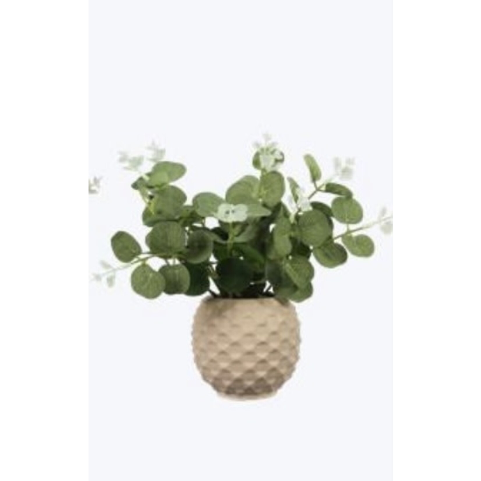 Youngs Ceramic Planter w/Succulent