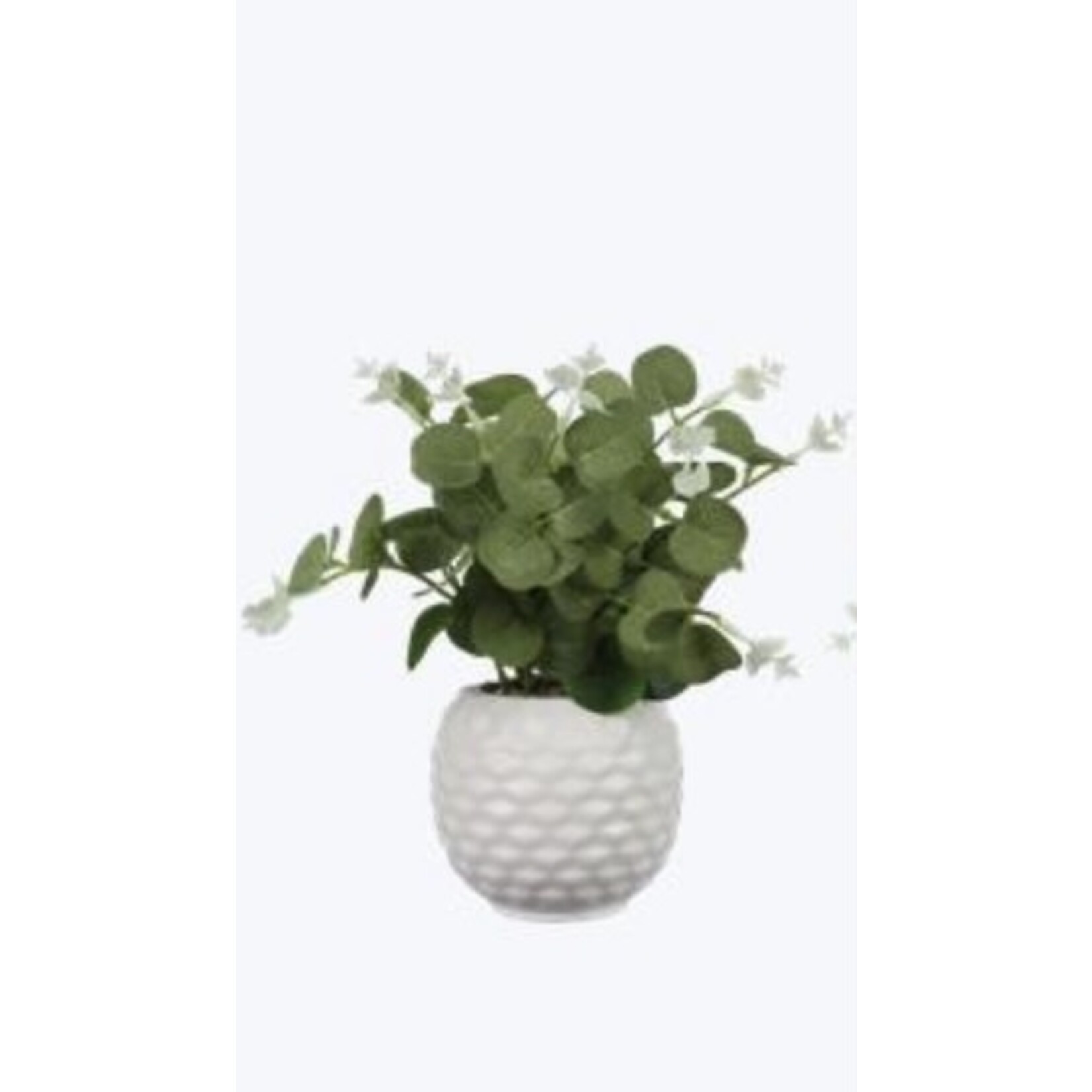 Youngs Ceramic Planter w/Succulent