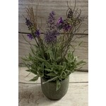 Gerson Artificial Lavender in Cement Pot