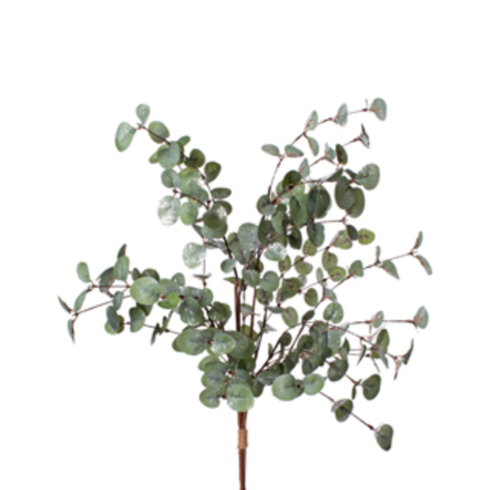 CRI Eucalyptus 35” Bundle