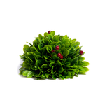 CRI Medium 7” Half Orb Boxwood Ball w/Berries