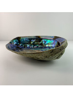 Abalone Shell