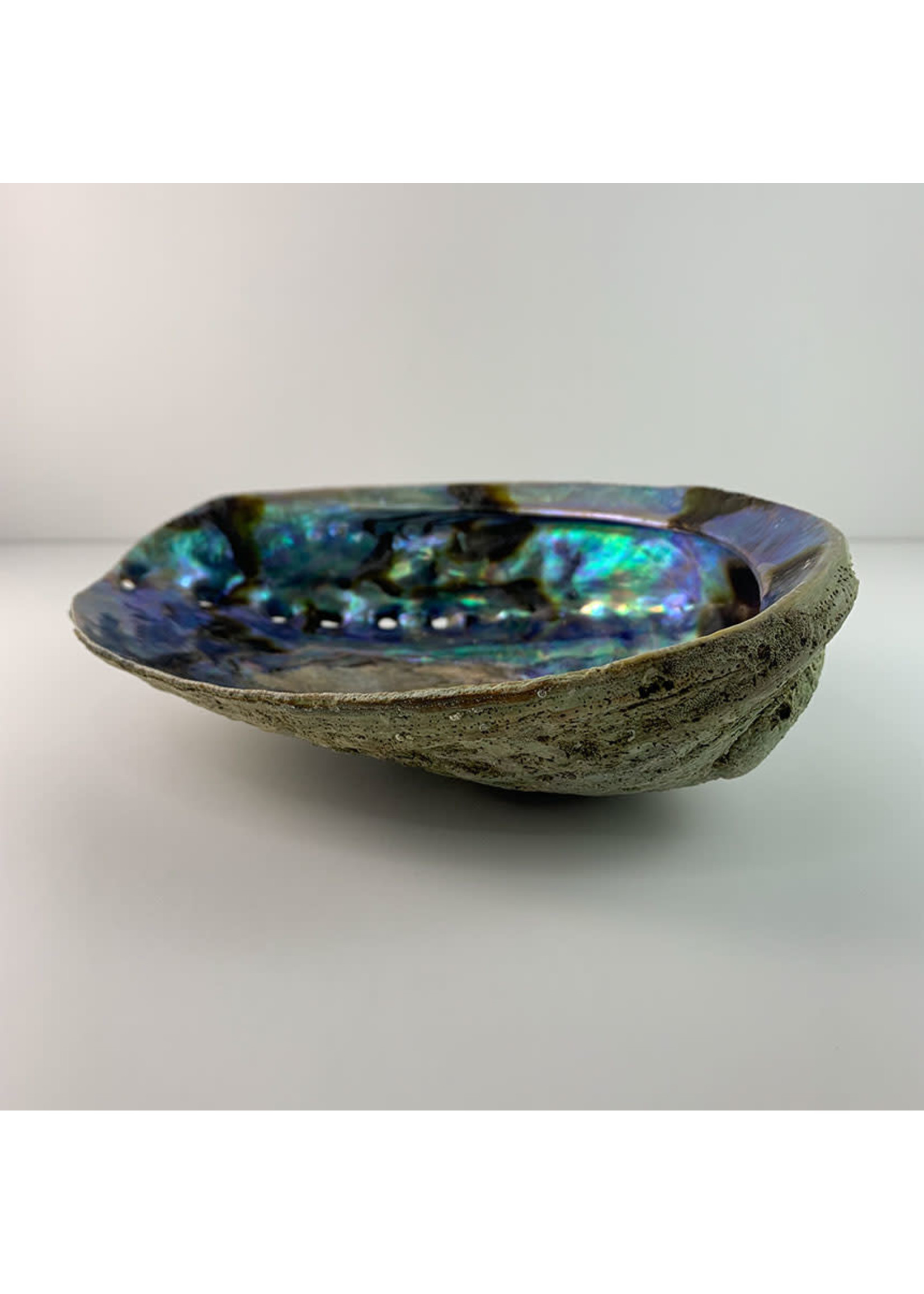 Abalone Shell