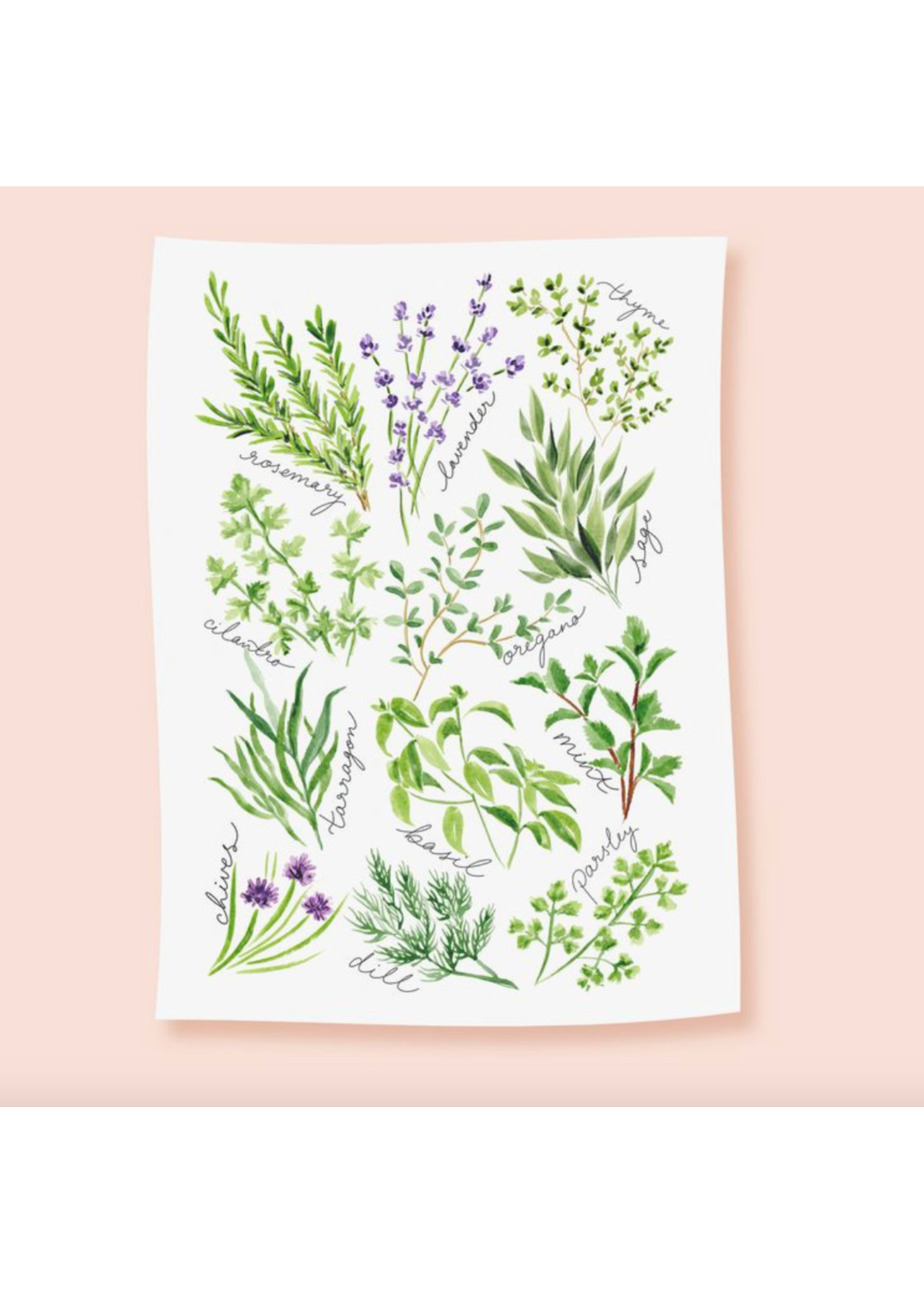 Almeida Illustrations Kitchen Herbs Tea Towel