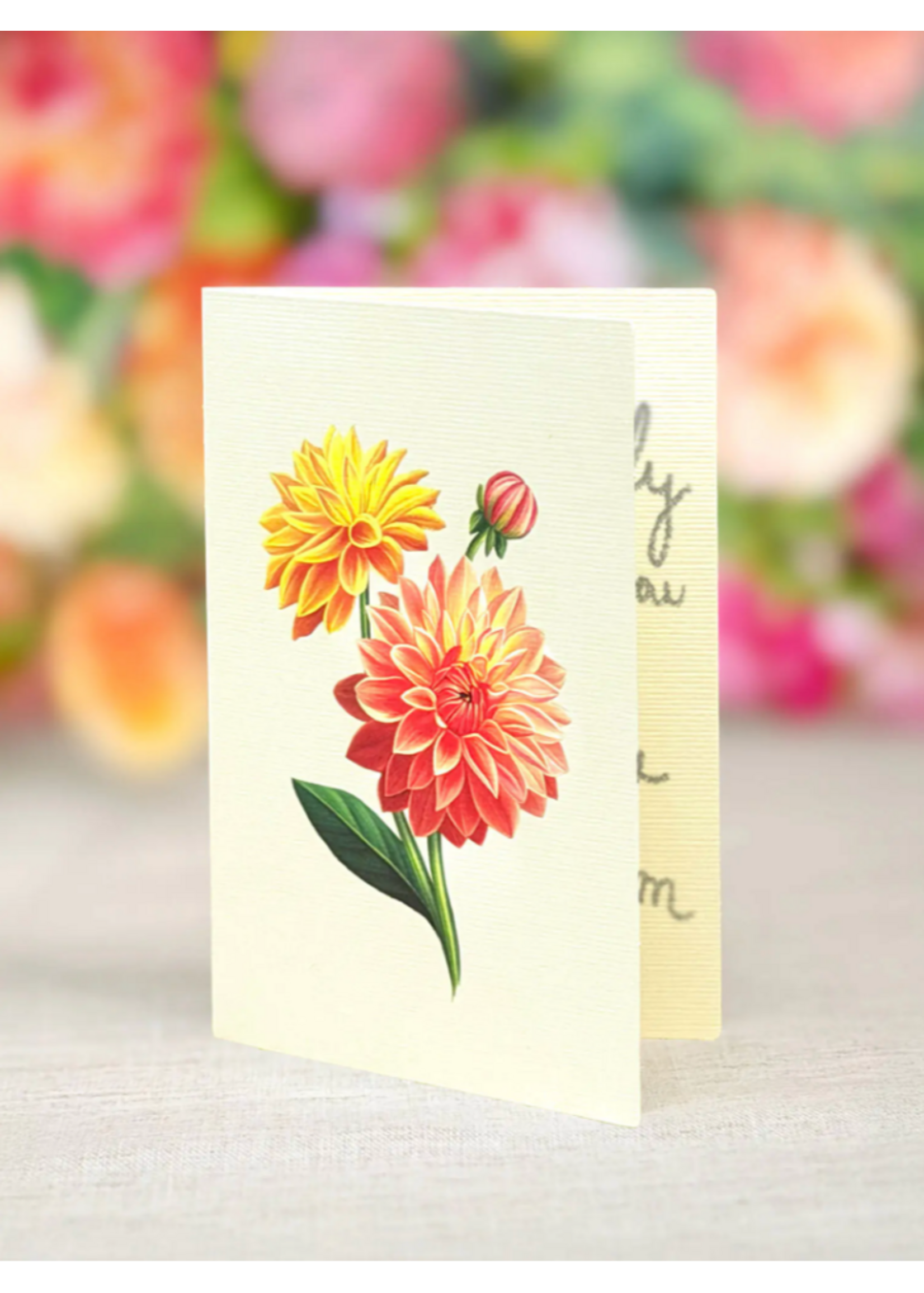 Fresh Cut Paper Dahlia Sunrise Pop Up Flower Bouquet