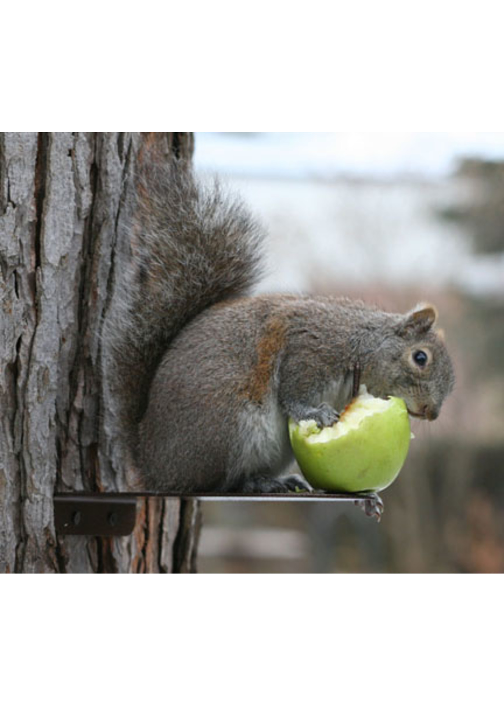 ERVA PLATFORM FEEDER - SQUIRREL