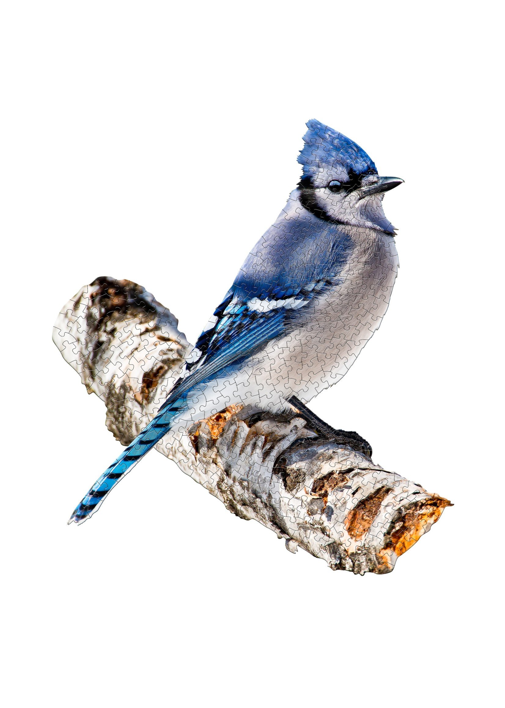Madd Capp Games & Puzzles PUZZLE - I AM BLUE JAY
