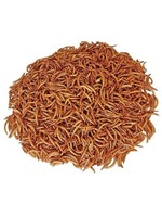 Live Mealworms Approximately