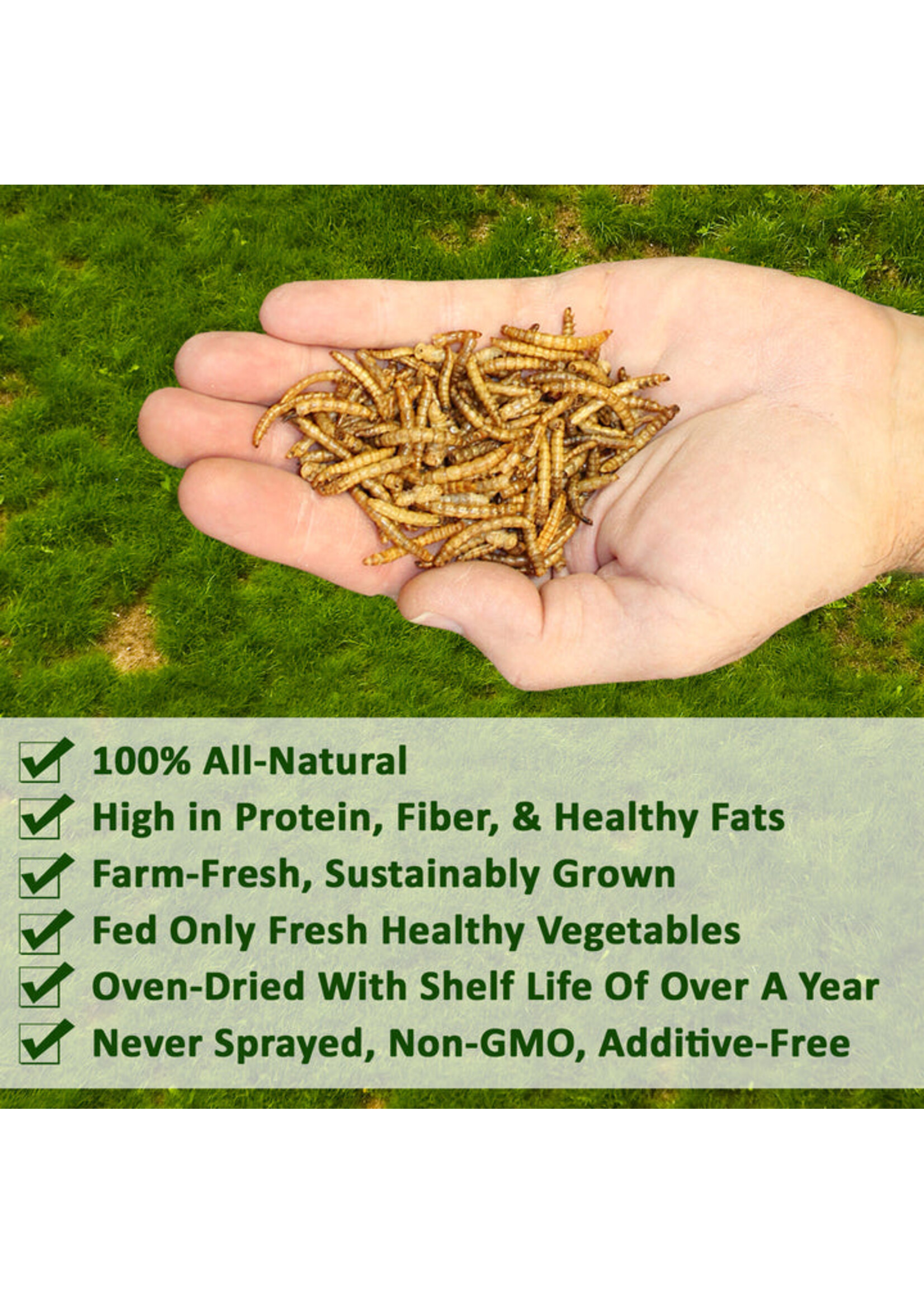 1 Pound Dried Mealworms