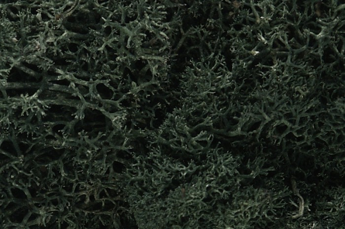 Toys WOODLAND SCENICS Dark Green Lichen
