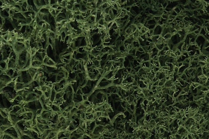 Toys WOODLAND SCENICS Medium Green Lichen