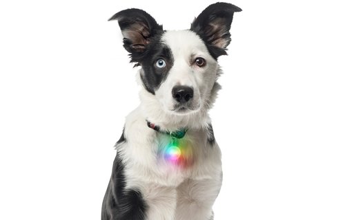 Nite Ize Spot Lit Collar Light - Disc O