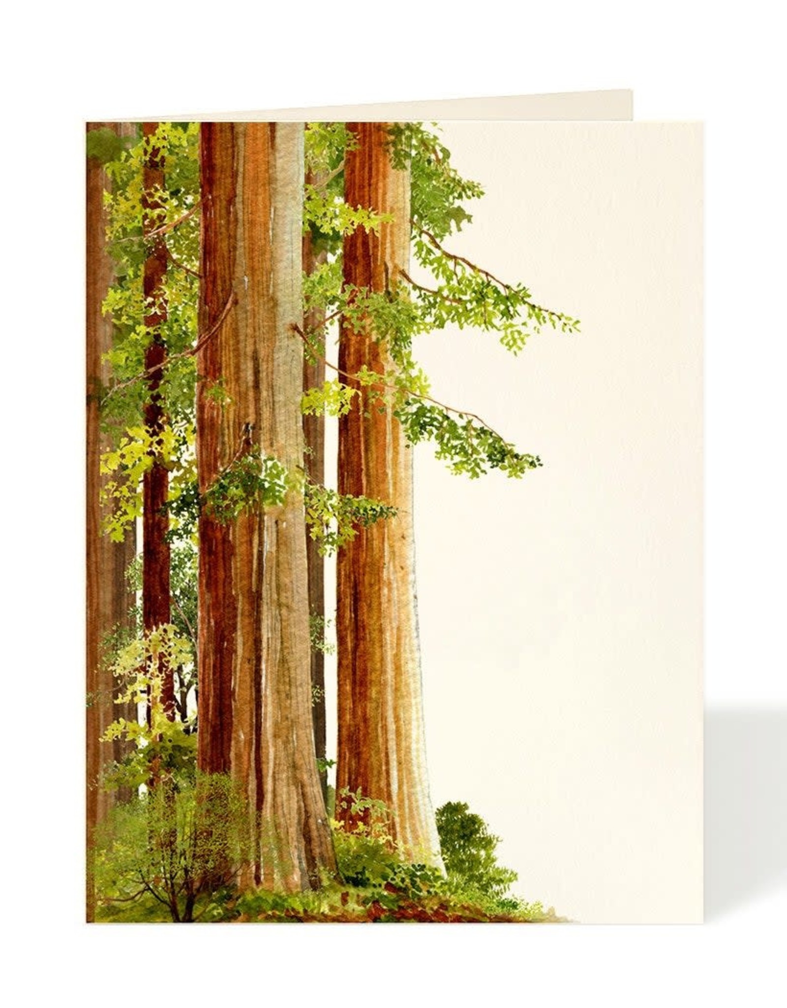 Doolittle - Redwoods Card