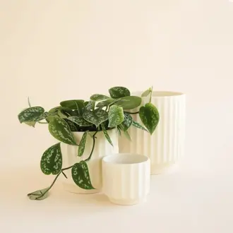 Jungle Club Jungle Club - Monroe Planter Small - Vintage White 3"