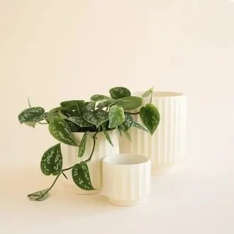 Jungle Club Jungle Club - Monroe Planter Medium - Vintage White 4.5"