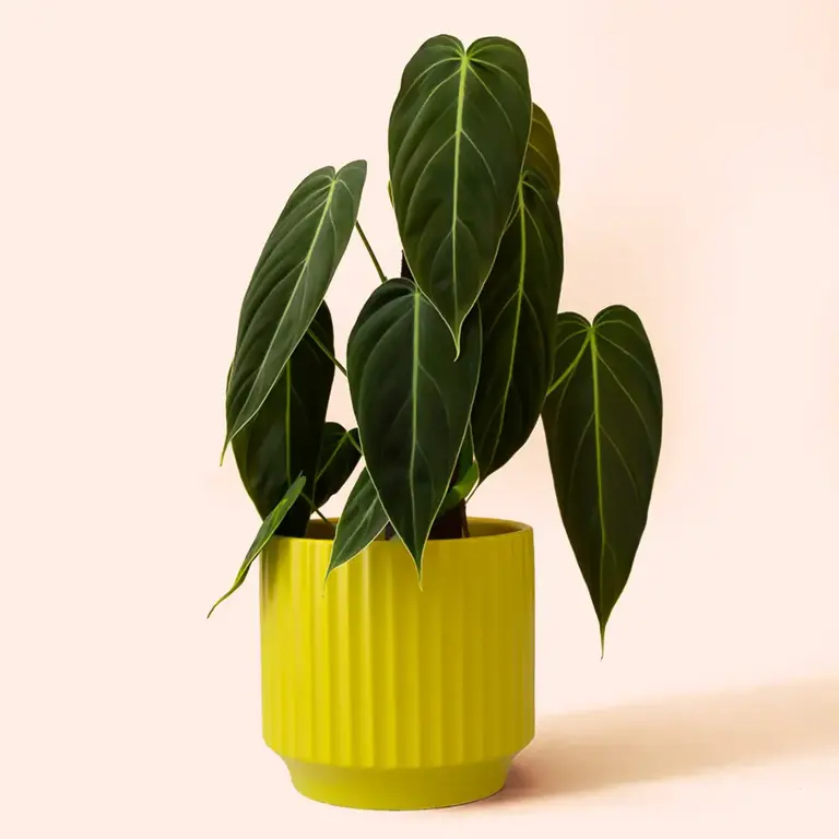 Jungle Club Jungle Club - Monroe Planter Large - Palm 6.75"