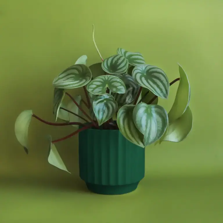 Jungle Club Jungle Club - Monroe Planter Large - Rainforest 6.75"
