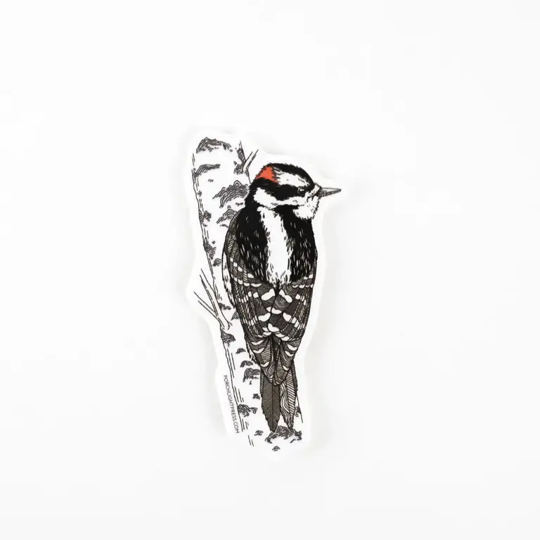 Porchlight Press Porchlight Sticker - Downey Woodpecker