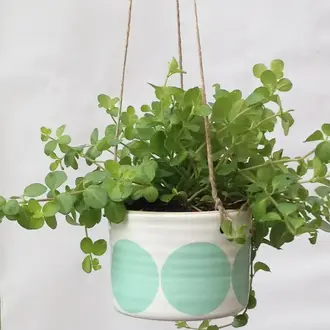 Camilla Engdahl Camilla Engdahl Medium Dot Hanging Planter - Assorted Camilla Engdahl Camilla Engdahl Medium Dot Hanging Planter - Assorted
