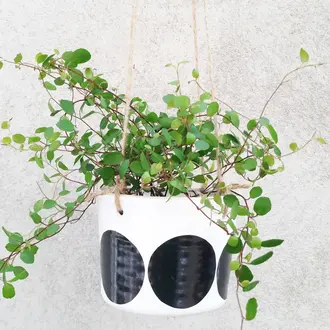 Camilla Engdahl Camilla Engdahl Large Dot Hanging Planter - Assorted Camilla Engdahl Camilla Engdahl Large Dot Hanging Planter - Assorted