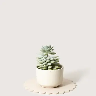 Graf Lantz Graf Lantz - Merino Wool Crest Trivet 10" - Feather