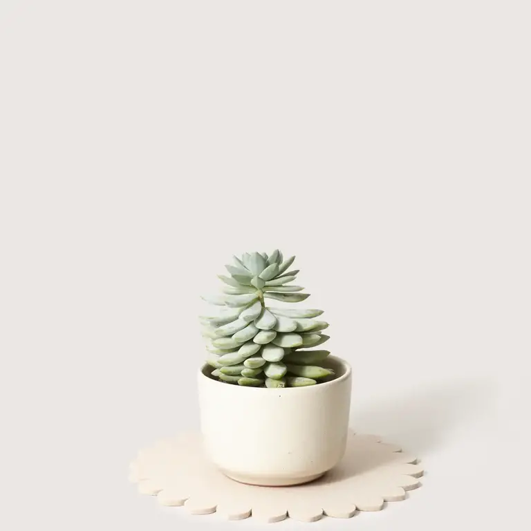 Graf Lantz Graf Lantz - Merino Wool Crest Trivet 10" - Feather